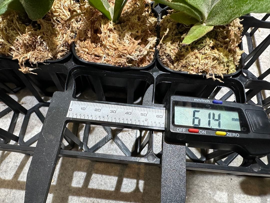 m*a様 【人気ドワーフ4種12株セット①】ビカクシダ OMG NANO