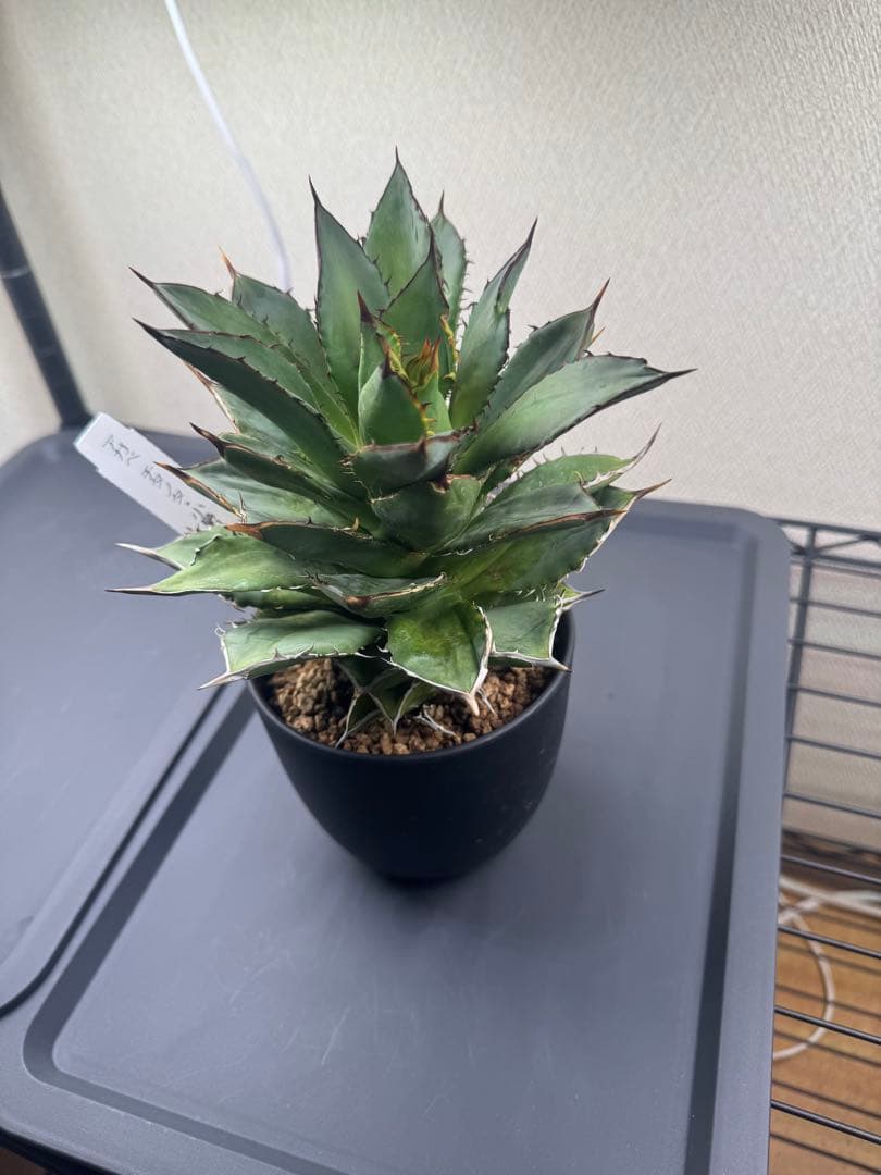 アガベ 中型 黒いセラミック鉢