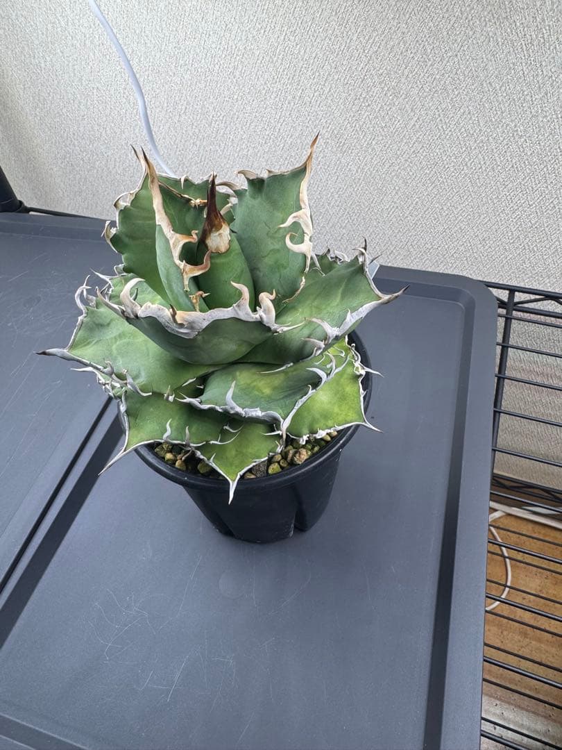 アガベ 中型 黒いセラミック鉢