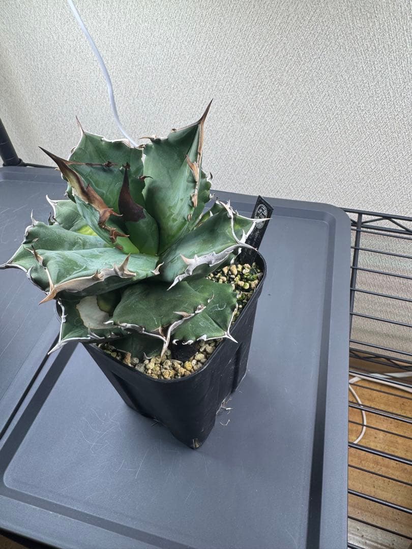 アガベ 中型 黒いセラミック鉢