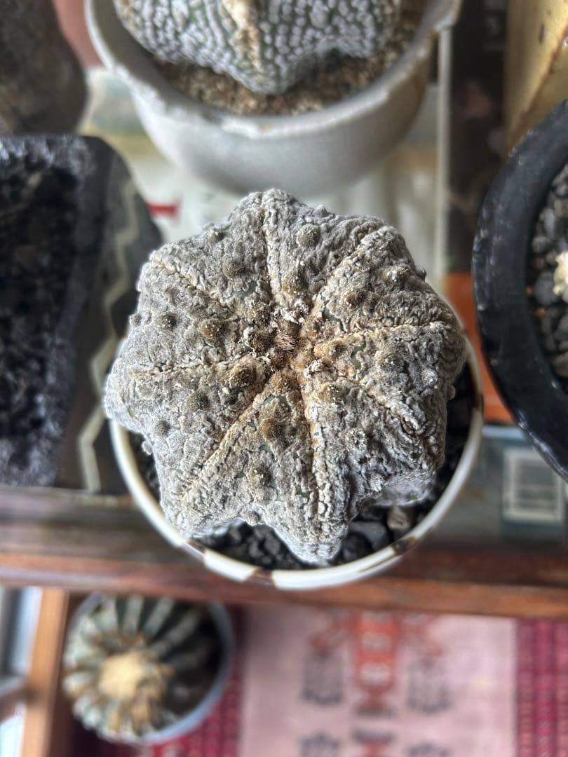 スーパー兜　有馬和博silk