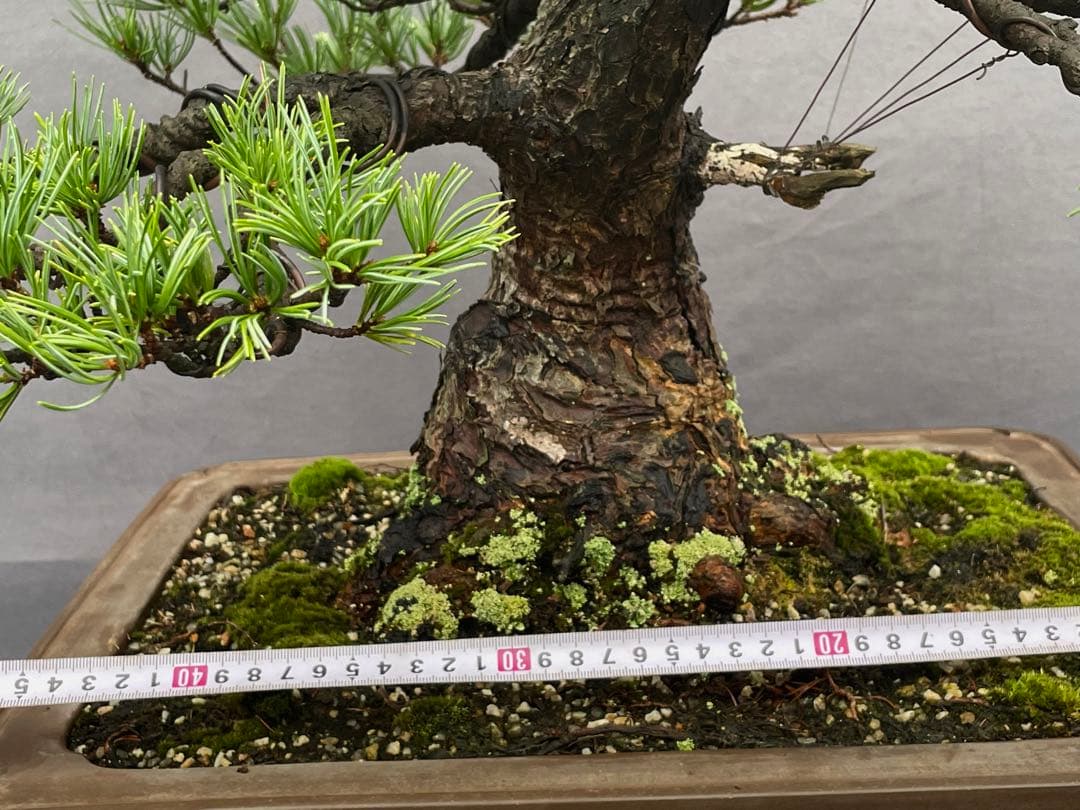 三河盆栽 貴重 持ち込み古い極古五葉松 東海地方の超名門出身の盆栽
