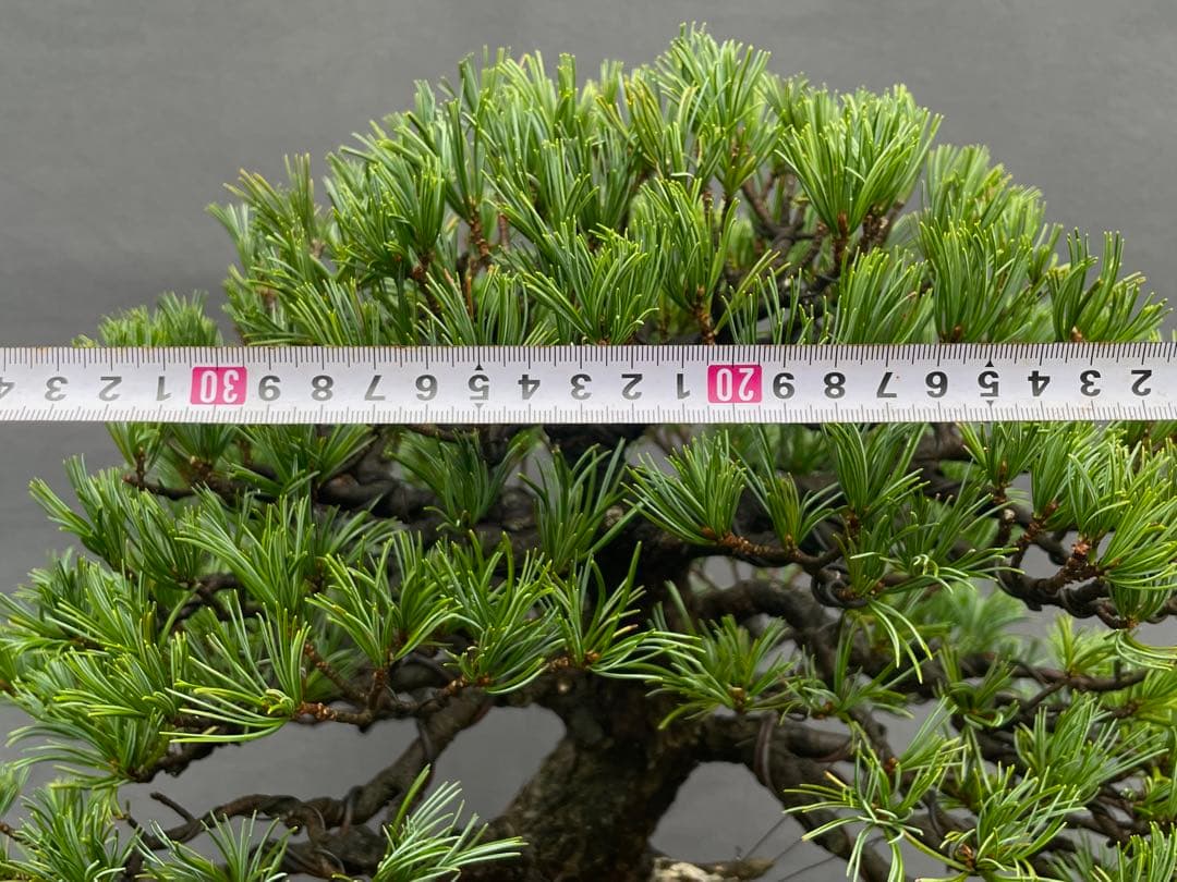 三河盆栽 貴重 持ち込み古い極古五葉松 東海地方の超名門出身の盆栽