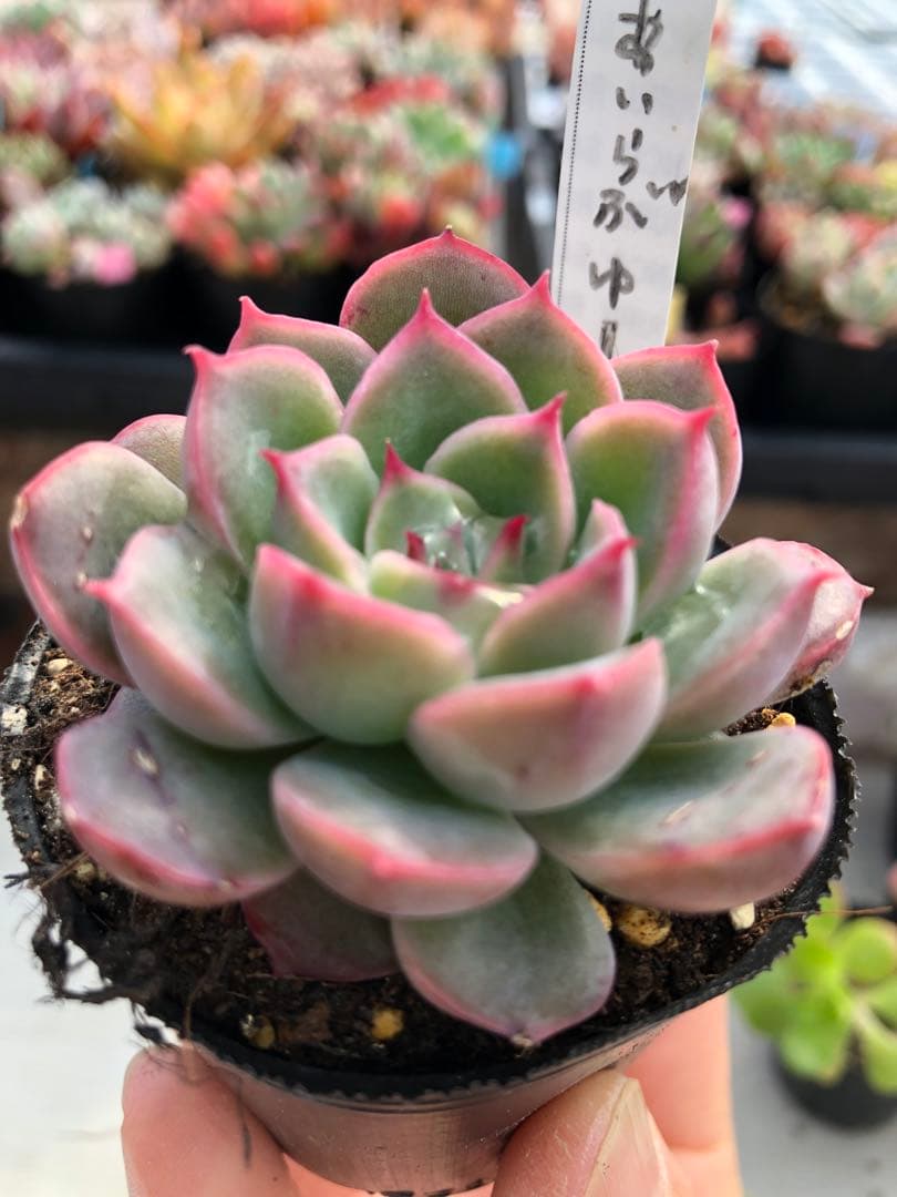 多肉植物 ロウルサンコ苗♡抜き苗セット - メルカリ