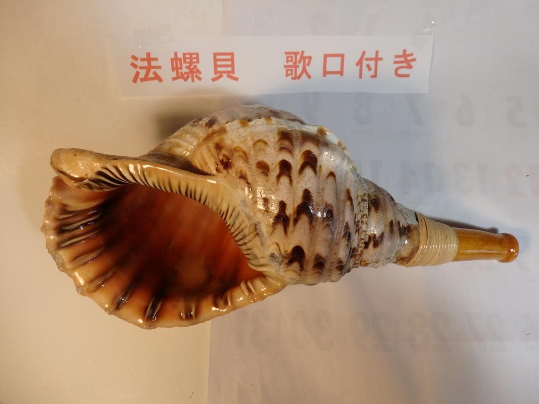 法螺貝 約39㎝ 木製歌口,新品 MH-476