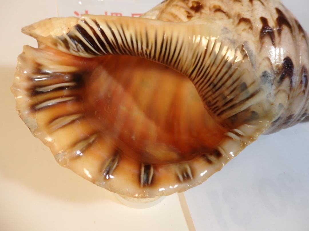 法螺貝 約39㎝ 木製歌口,新品 MH-476