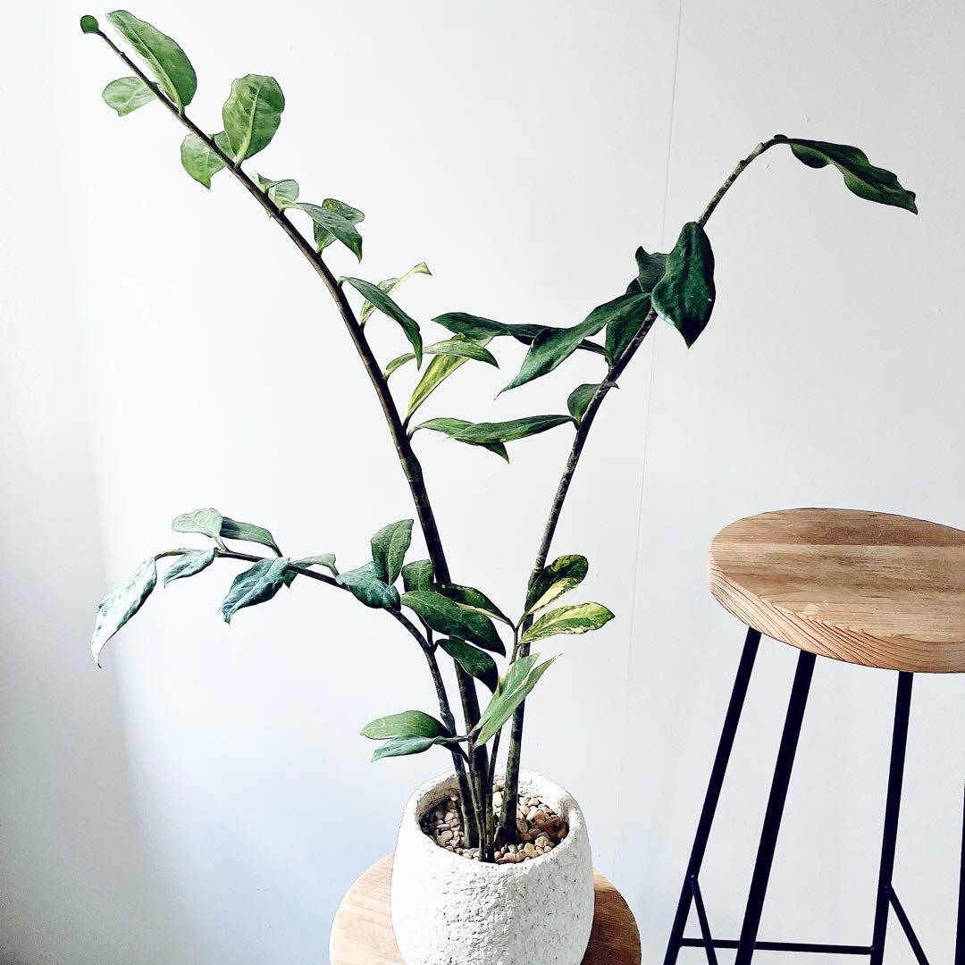 《希少》ザミオクルカス 斑入り セメントポット仕立て 観葉植物