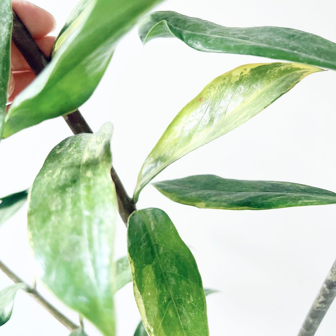 《希少》ザミオクルカス 斑入り セメントポット仕立て 観葉植物