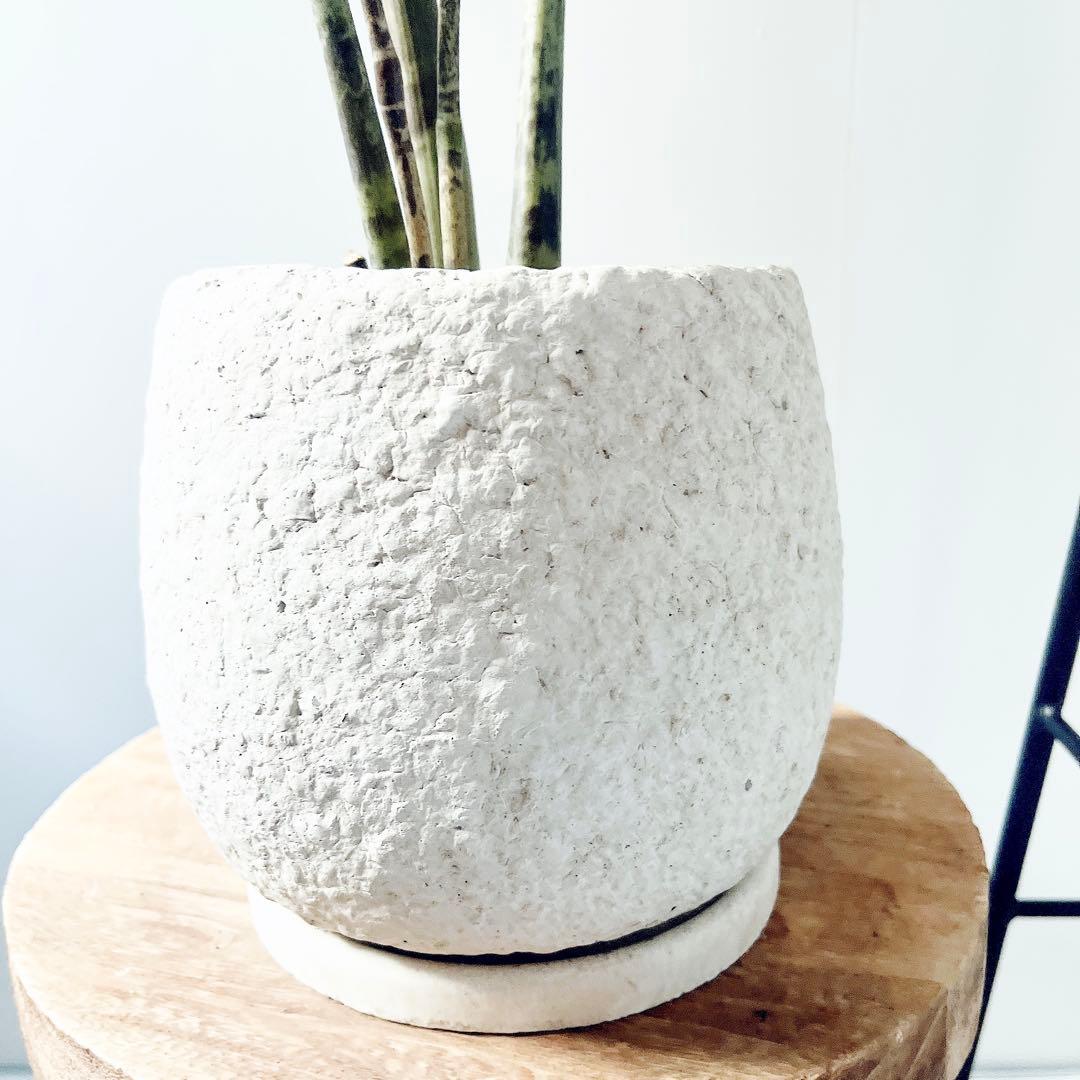 《希少》ザミオクルカス 斑入り セメントポット仕立て 観葉植物