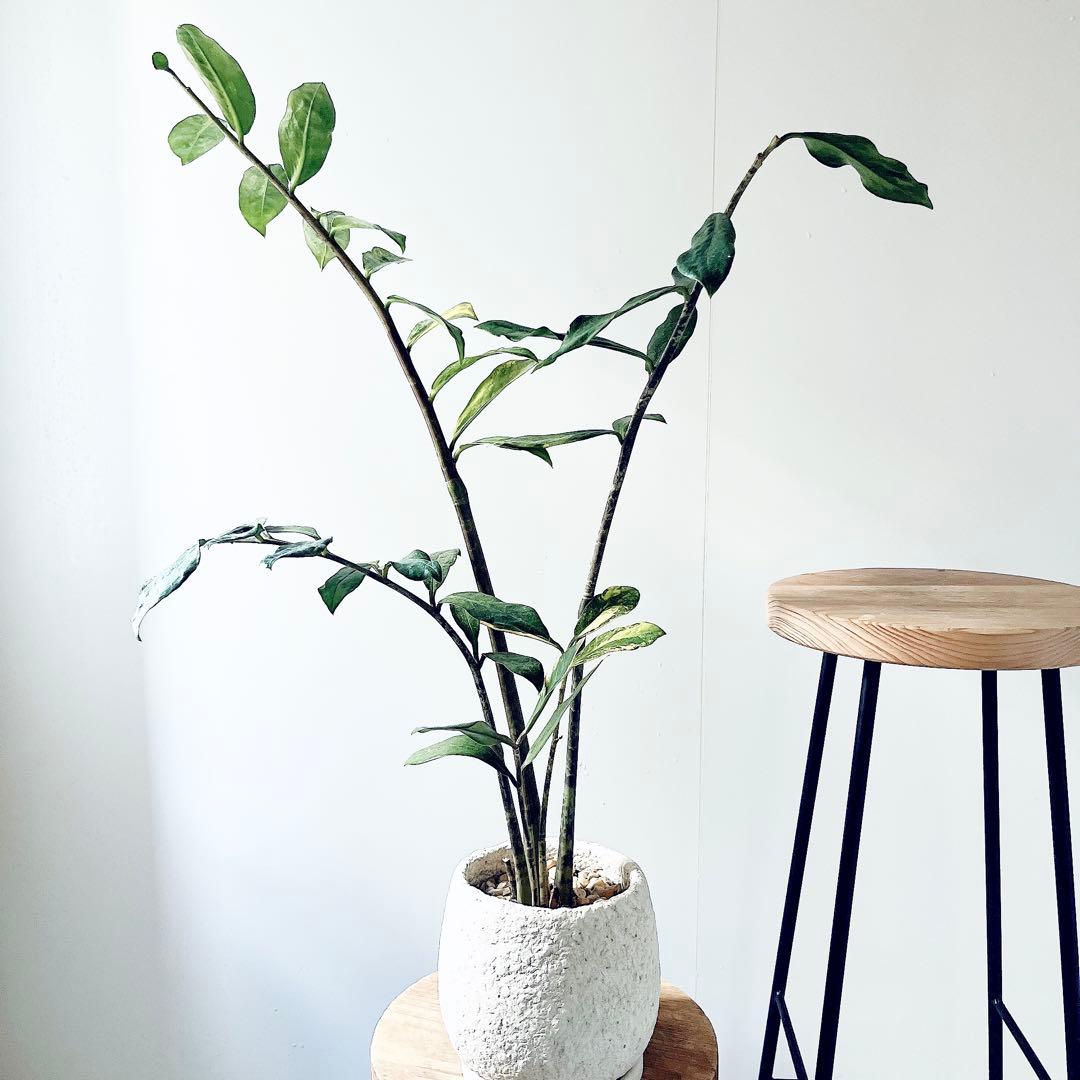 《希少》ザミオクルカス 斑入り セメントポット仕立て 観葉植物