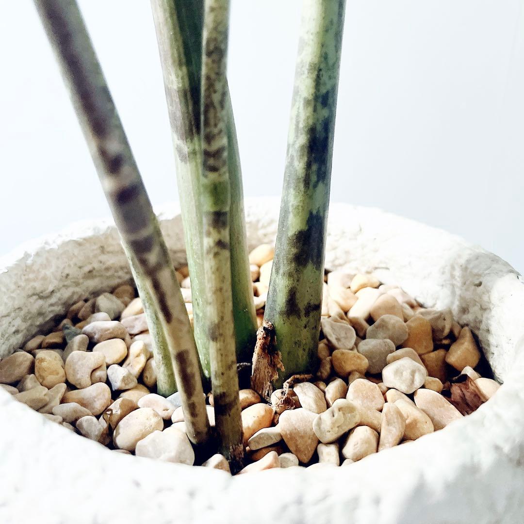 《希少》ザミオクルカス 斑入り セメントポット仕立て 観葉植物