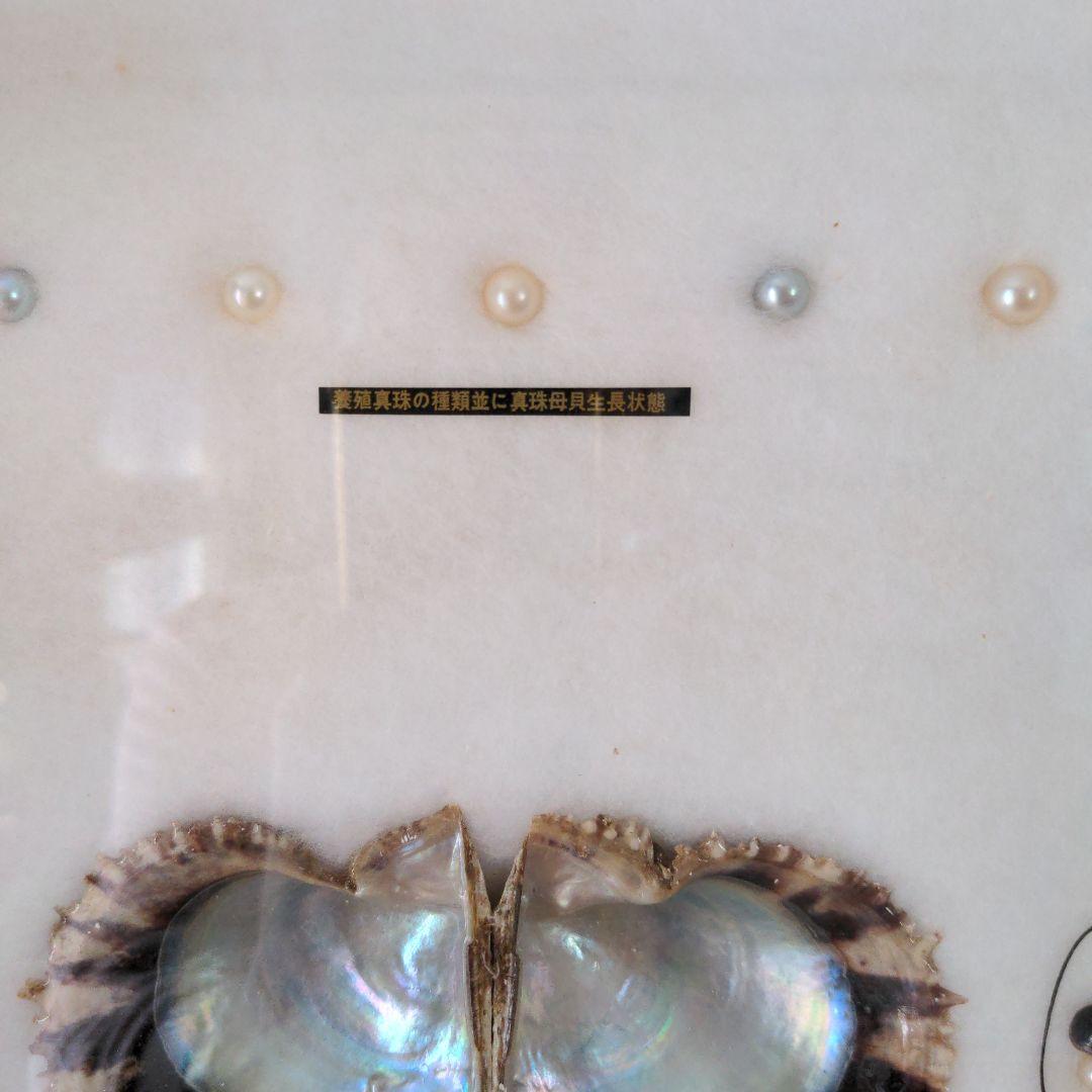 額　可愛い真珠の一生