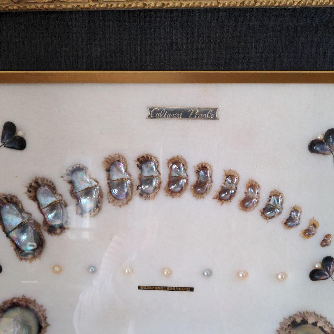 額　可愛い真珠の一生