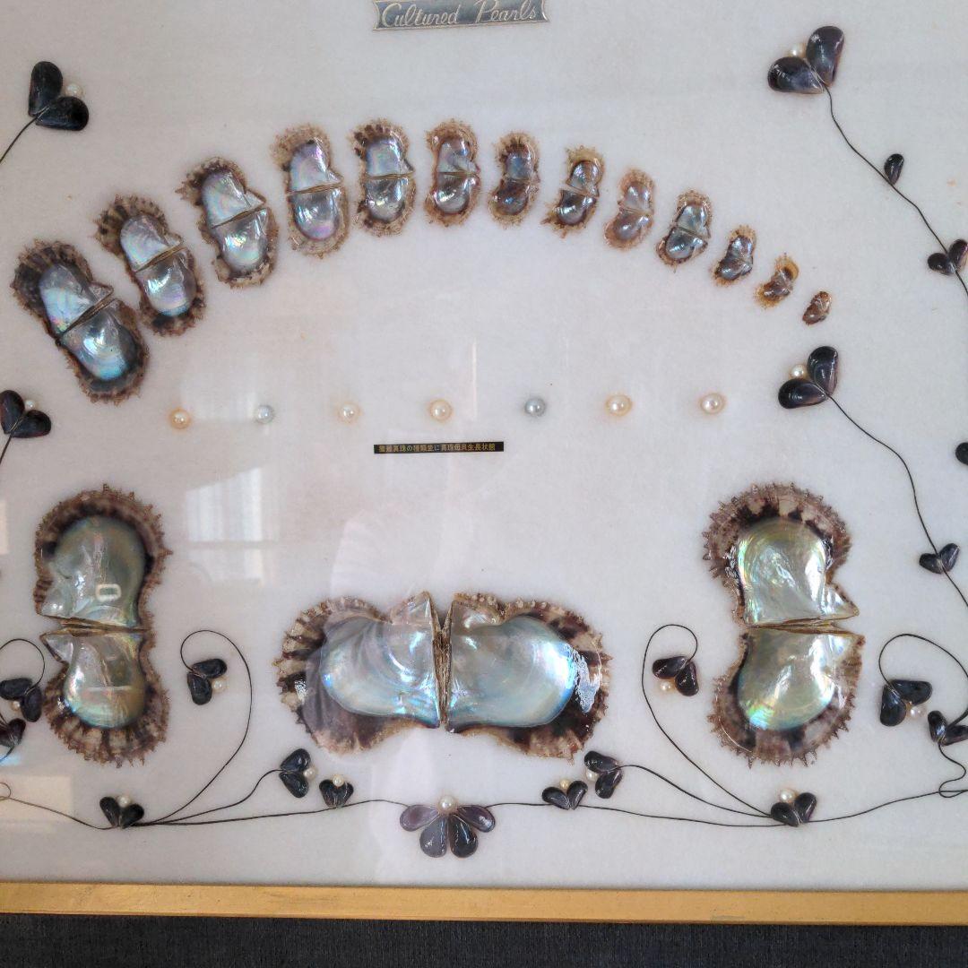 額　可愛い真珠の一生