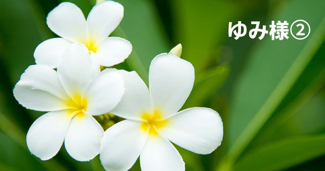 ゆみ様パネル生地ご確認ページ②