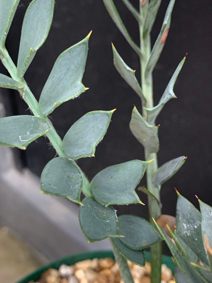 南ア産・発根済】エンセファラルトス・ホリダス ｜ショートリーフ