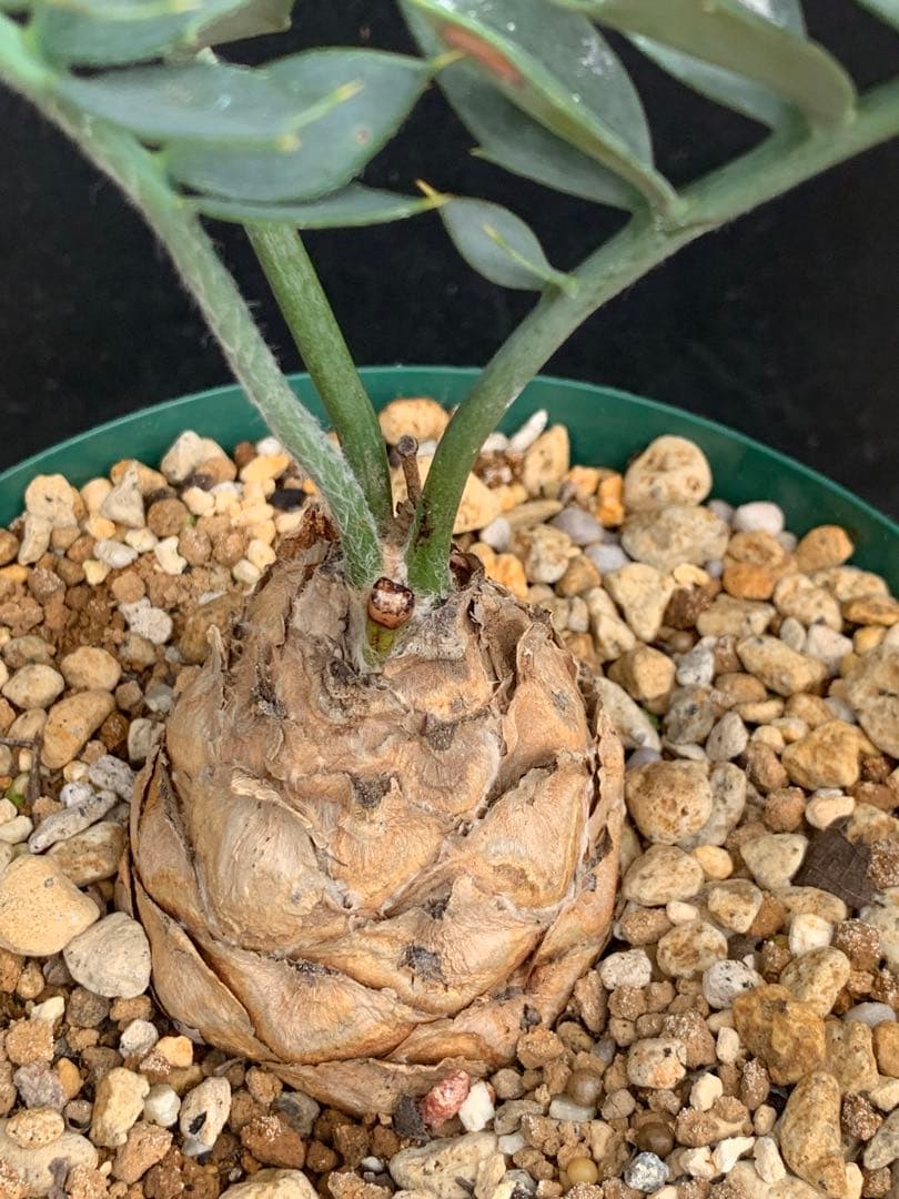 南ア産・発根済】エンセファラルトス・ホリダス ｜ショートリーフ