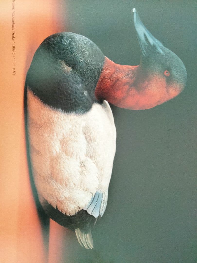 オオホシハジロのスタディバード　バードカービング