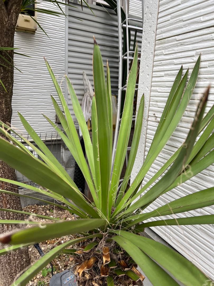 超特大・極太ユッカ・ファクソニアーナ