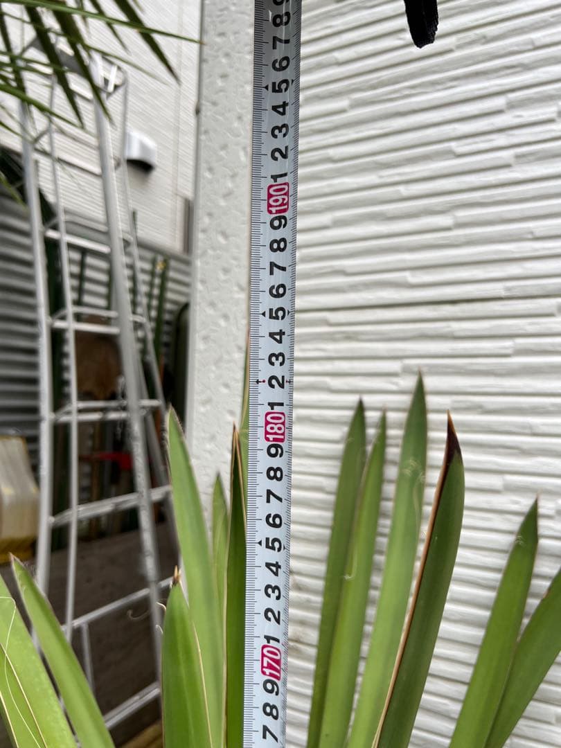 超特大・極太ユッカ・ファクソニアーナ