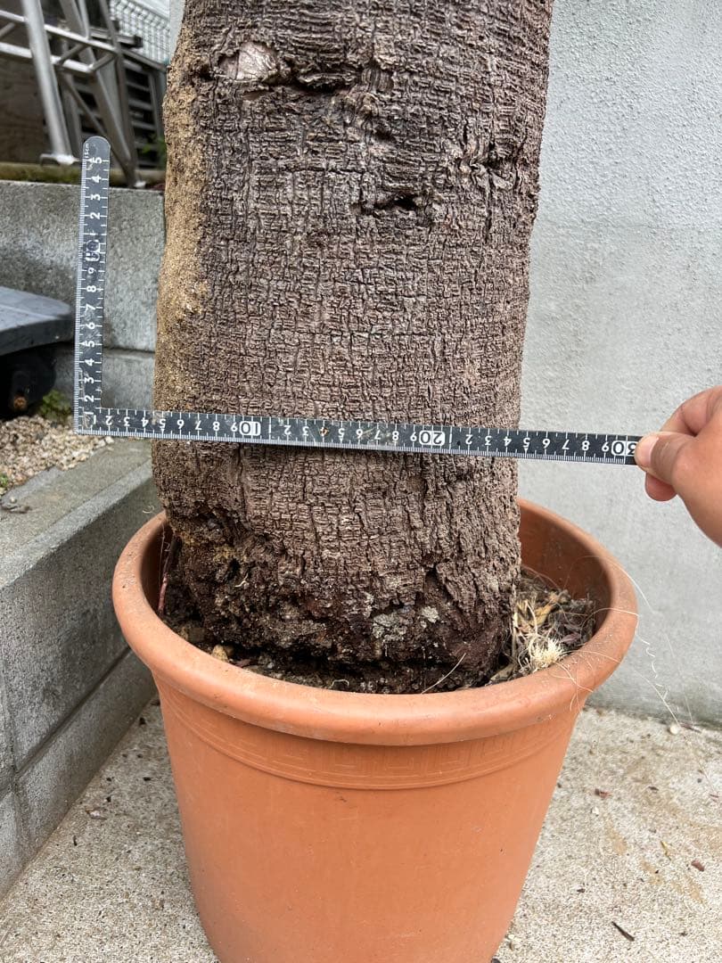 超特大・極太ユッカ・ファクソニアーナ