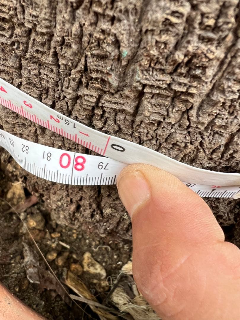 超特大・極太ユッカ・ファクソニアーナ