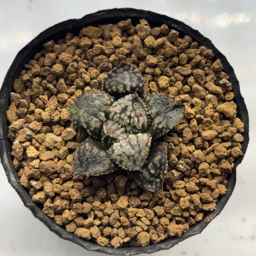 【セール中】玉鱗