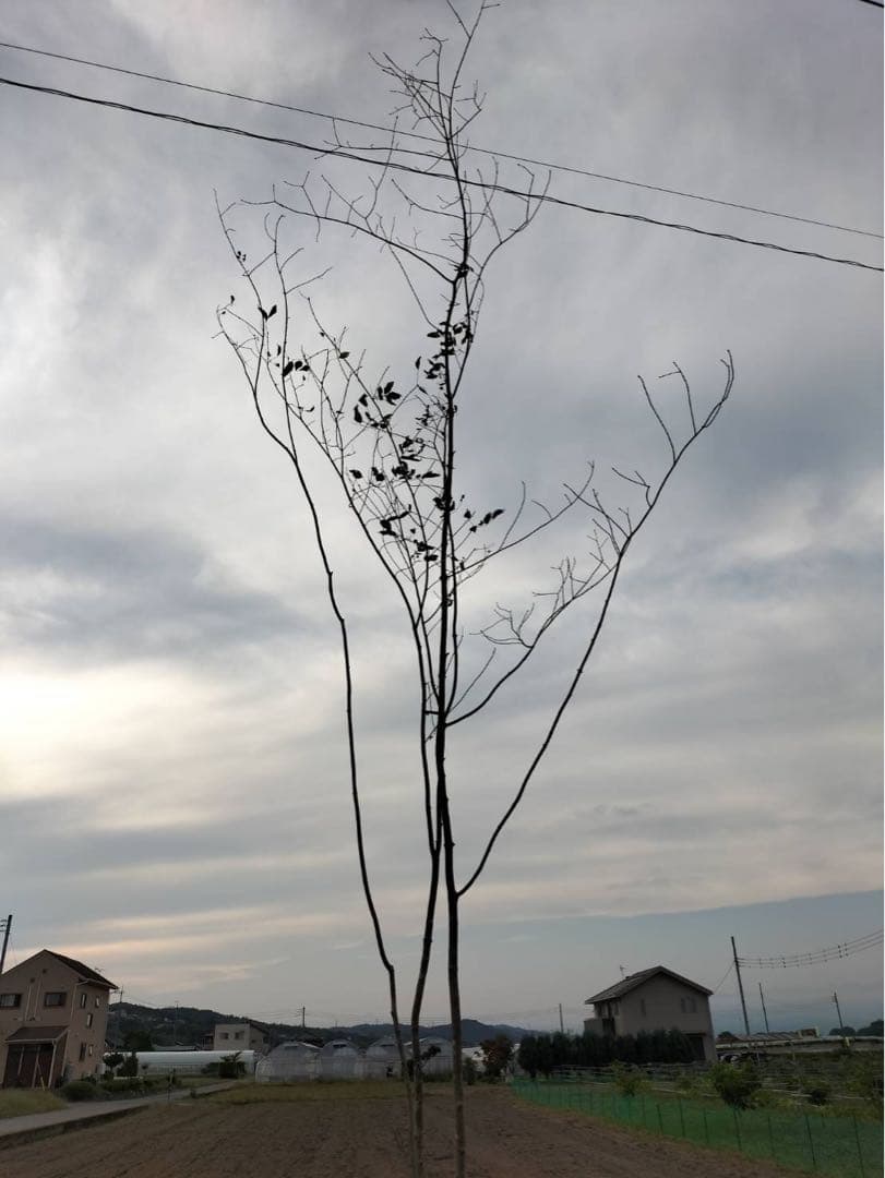 山採り アオダモ 株立ち 4本立ち