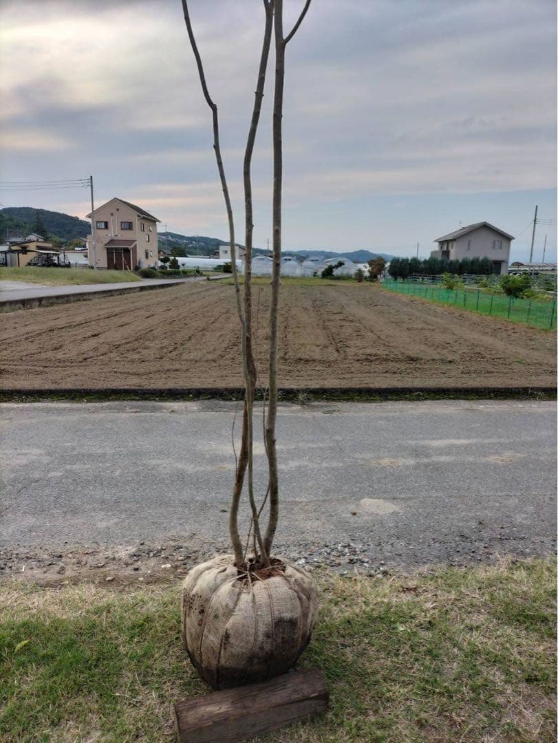 山採り アオダモ 株立ち 4本立ち