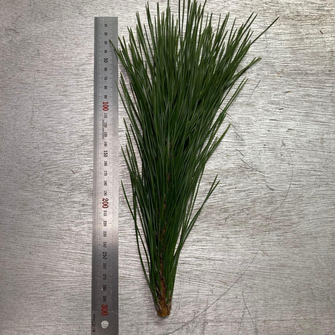 リクエスト対応致します　黒松　枝付き松葉　フレッシュ