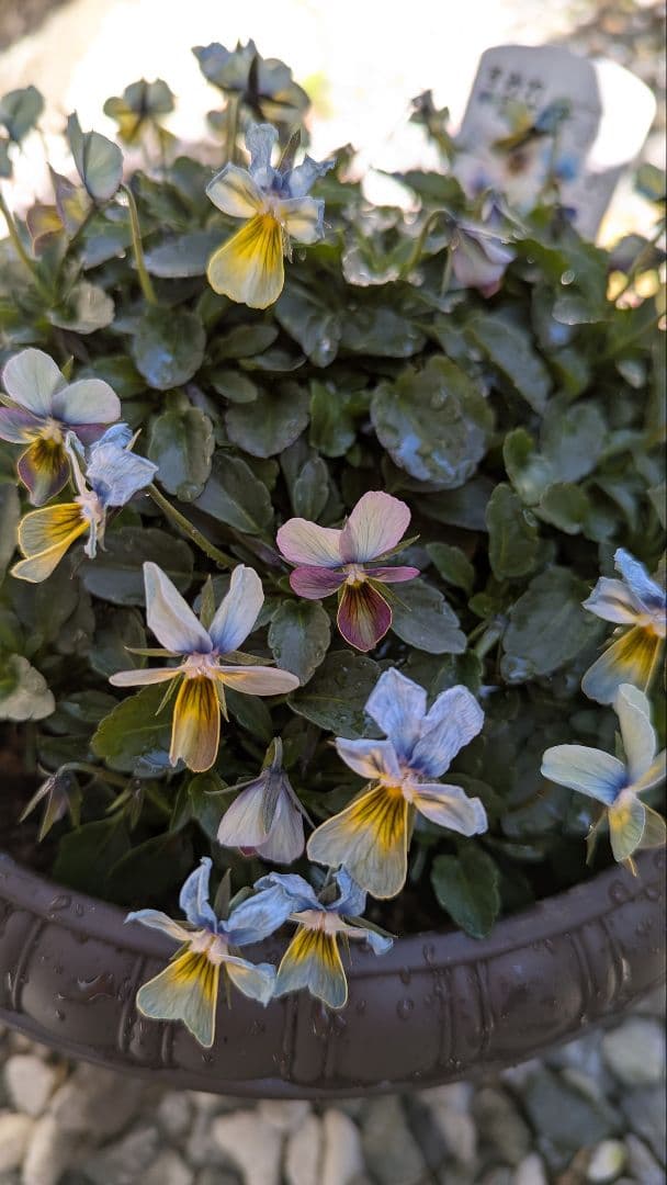 大人気 【すみれ図鑑】 入手困難 ☆鉢ごと発送♪