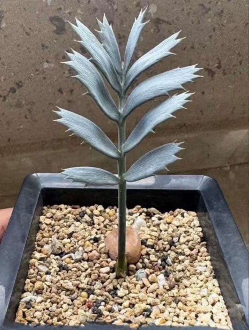 T26エンセファラルトス ホリダス 種子2粒