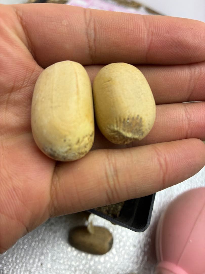 T26エンセファラルトス ホリダス 種子2粒