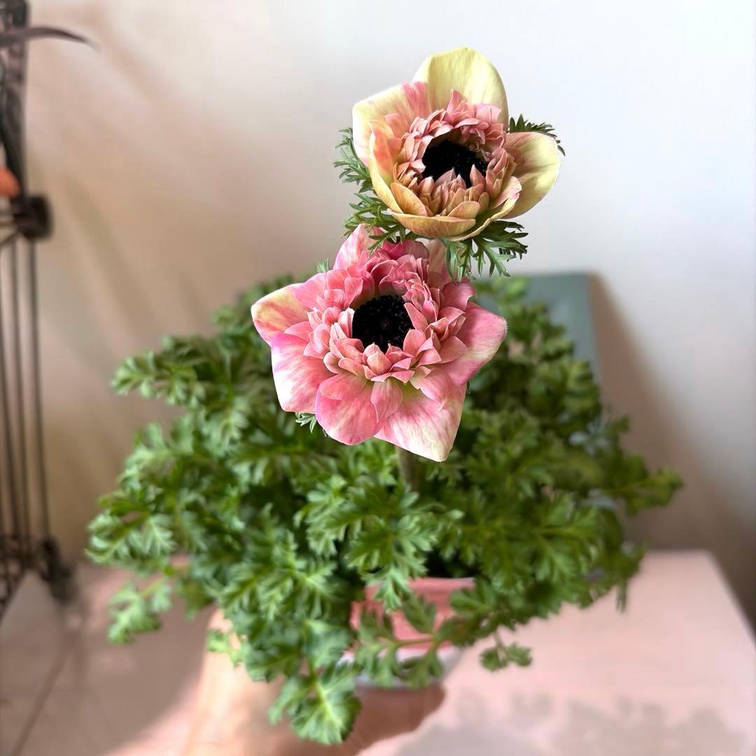 【2年株】八重咲きアネモネ momo もも　ベージュピンク系《2/10》❶