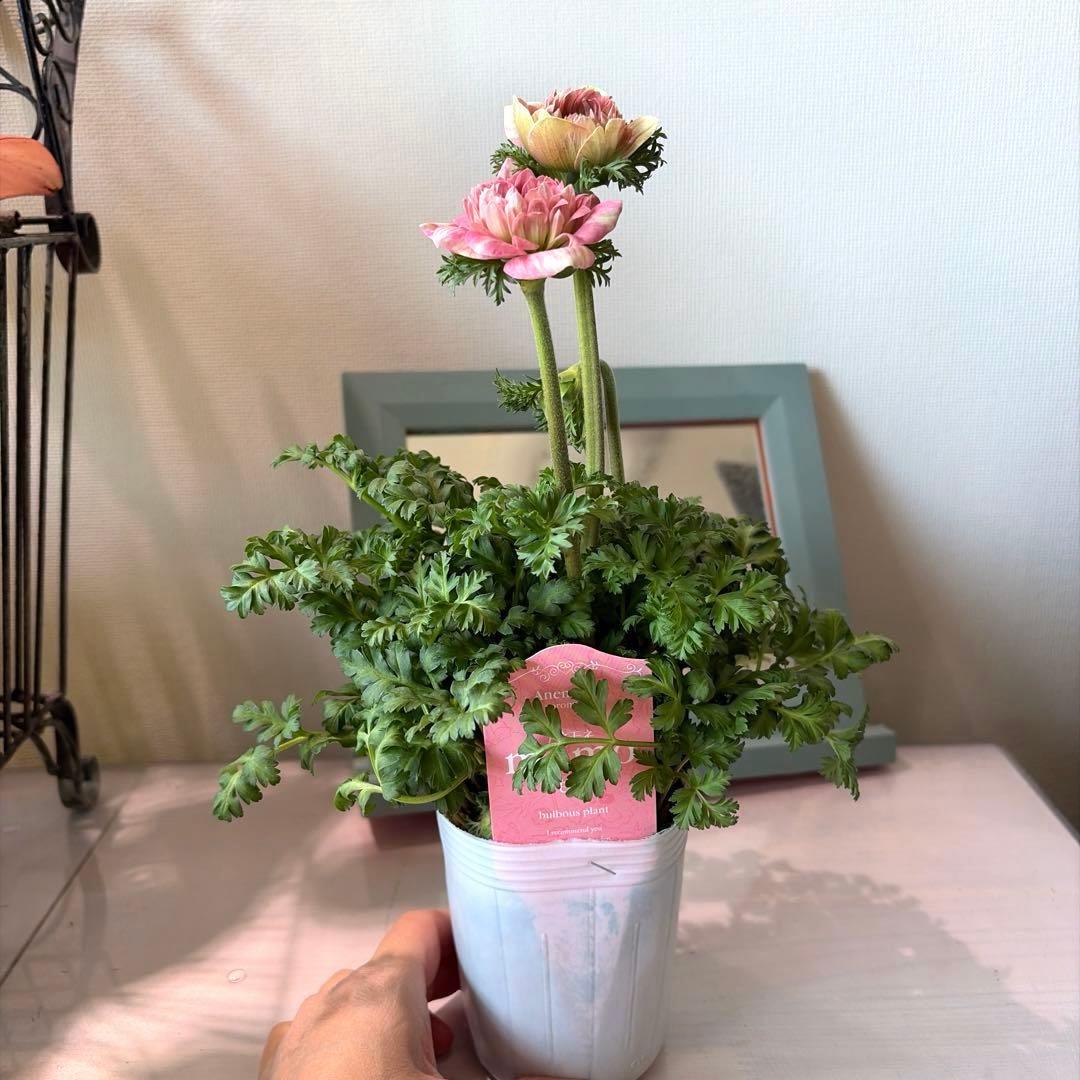 【2年株】八重咲きアネモネ momo もも　ベージュピンク系《2/10》❶