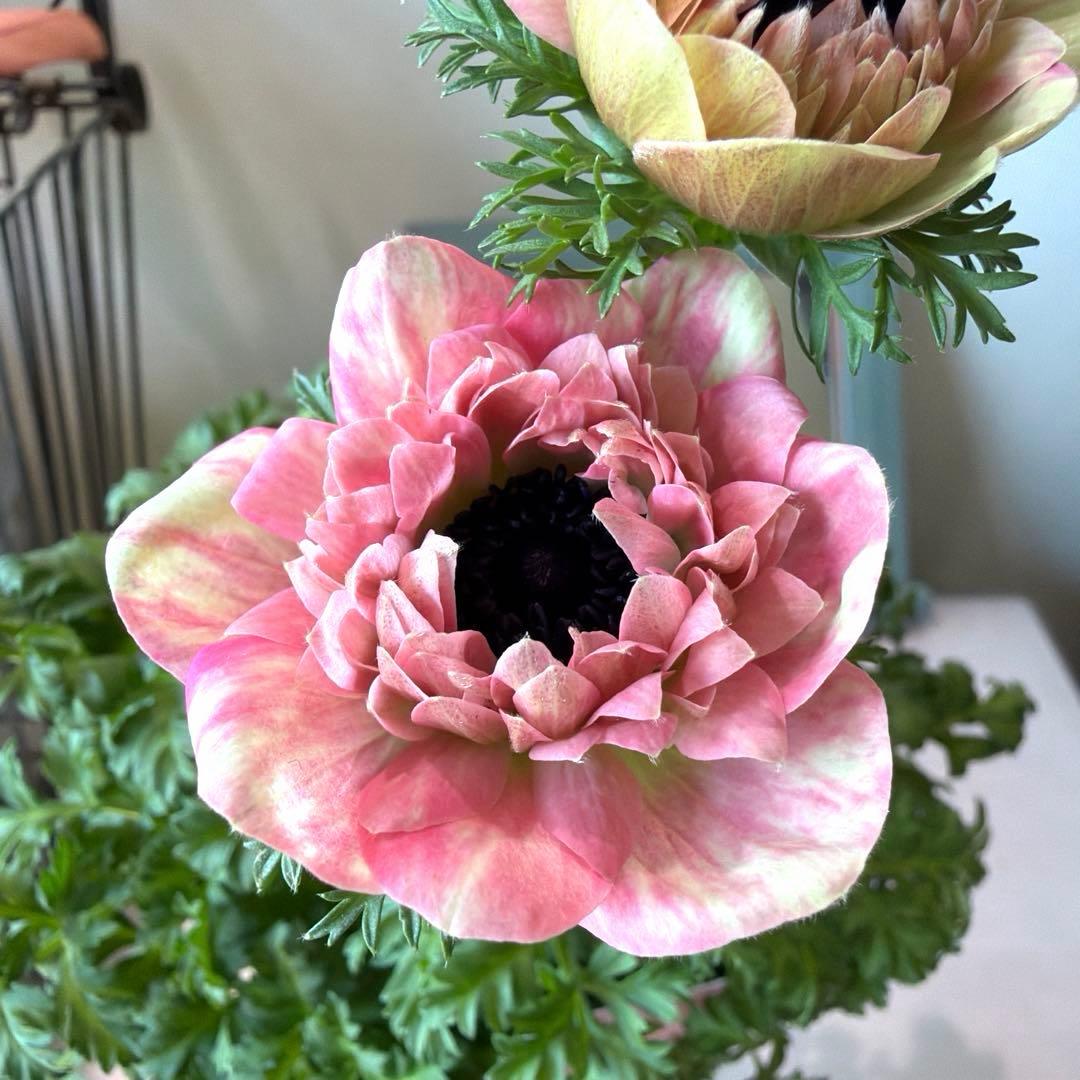 【2年株】八重咲きアネモネ momo もも　ベージュピンク系《2/10》❶