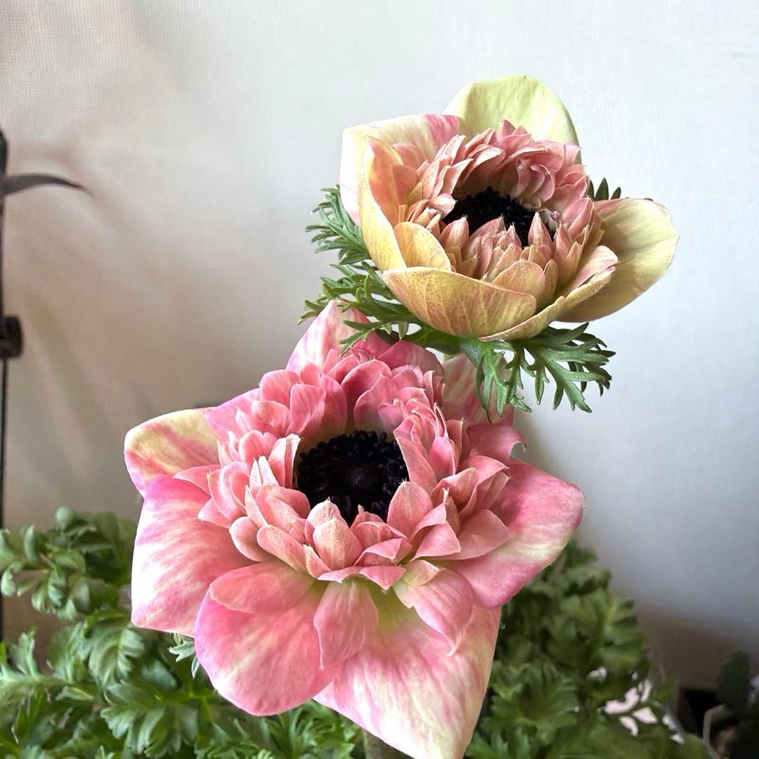 【2年株】八重咲きアネモネ momo もも　ベージュピンク系《2/10》❶