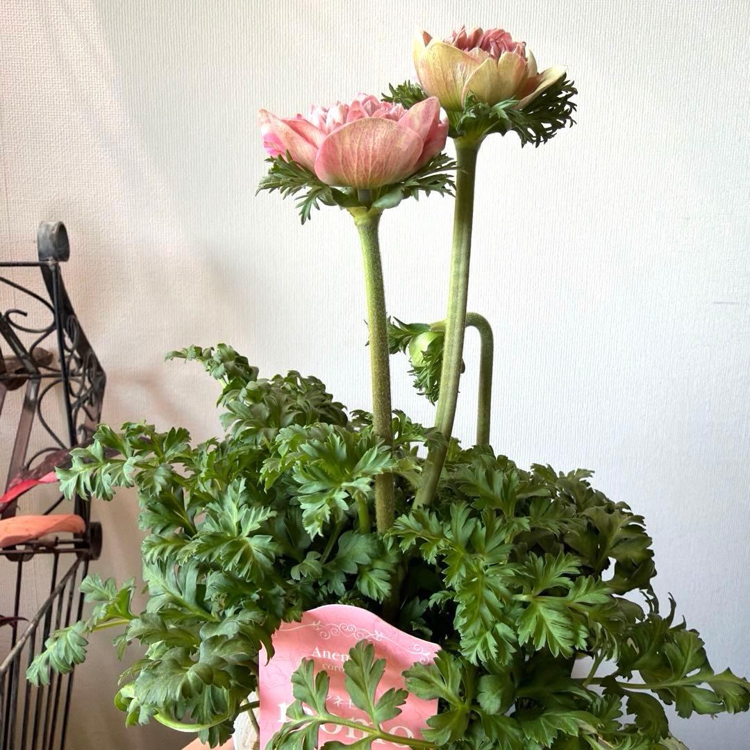 【2年株】八重咲きアネモネ momo もも　ベージュピンク系《2/10》❶