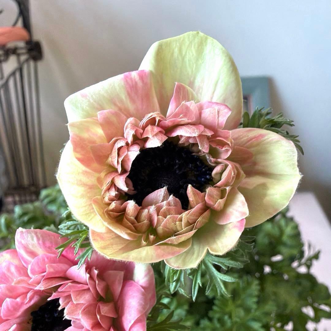 【2年株】八重咲きアネモネ momo もも　ベージュピンク系《2/10》❶