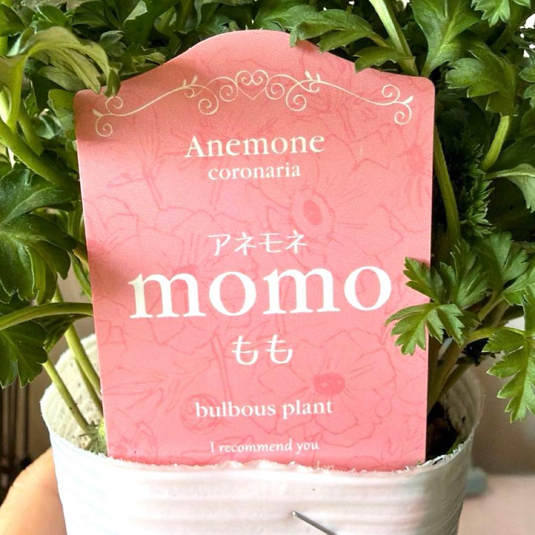 【2年株】八重咲きアネモネ momo もも　ベージュピンク系《2/10》❶