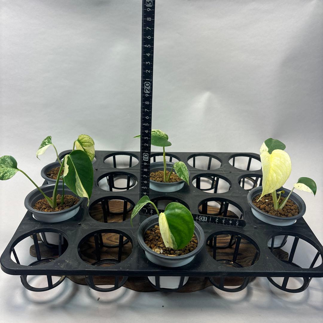 ち*か様 5株セットms32【特別選抜】ホワイトモンスター／天津蘭 モンステラ斑