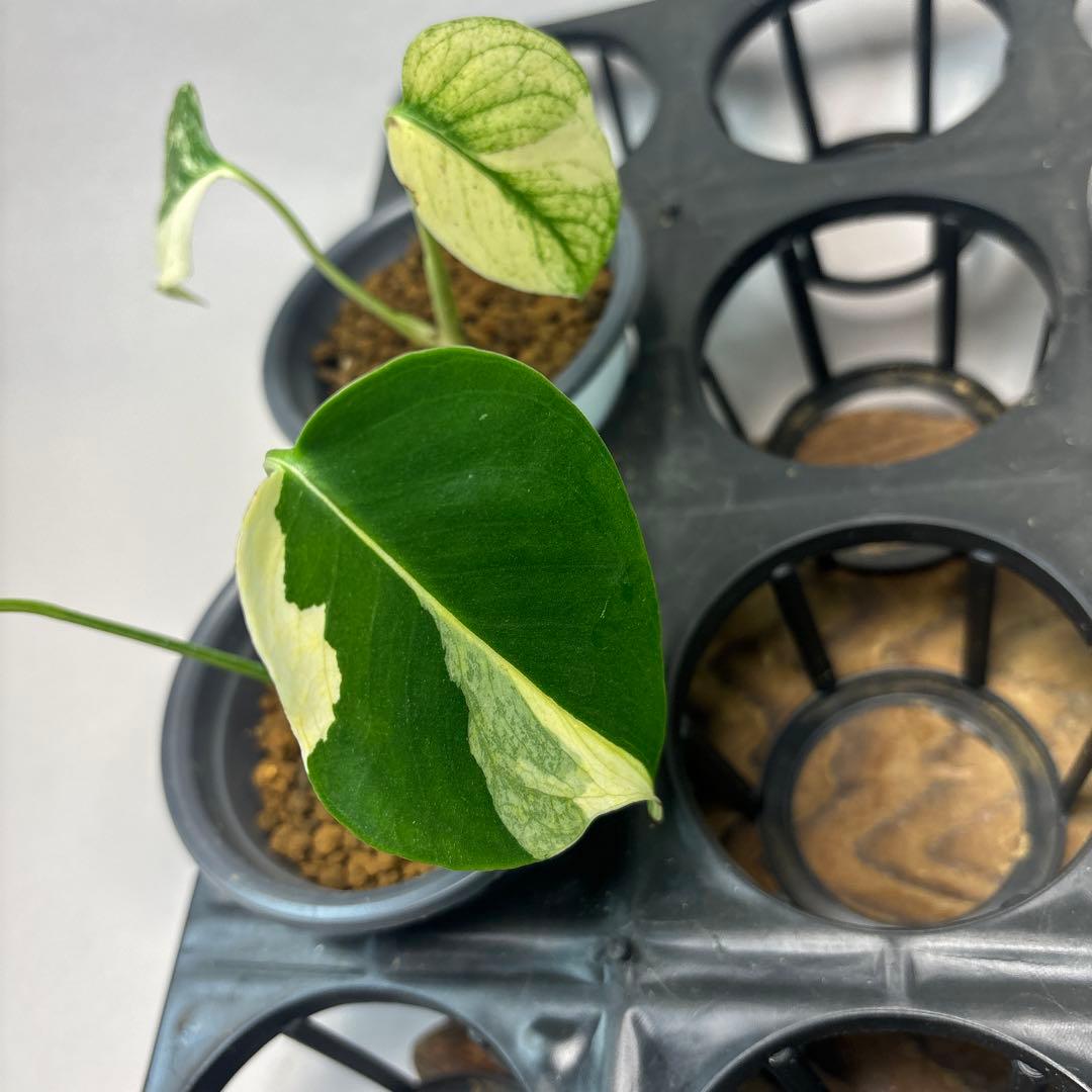 ち*か様 5株セットms32【特別選抜】ホワイトモンスター／天津蘭 モンステラ斑