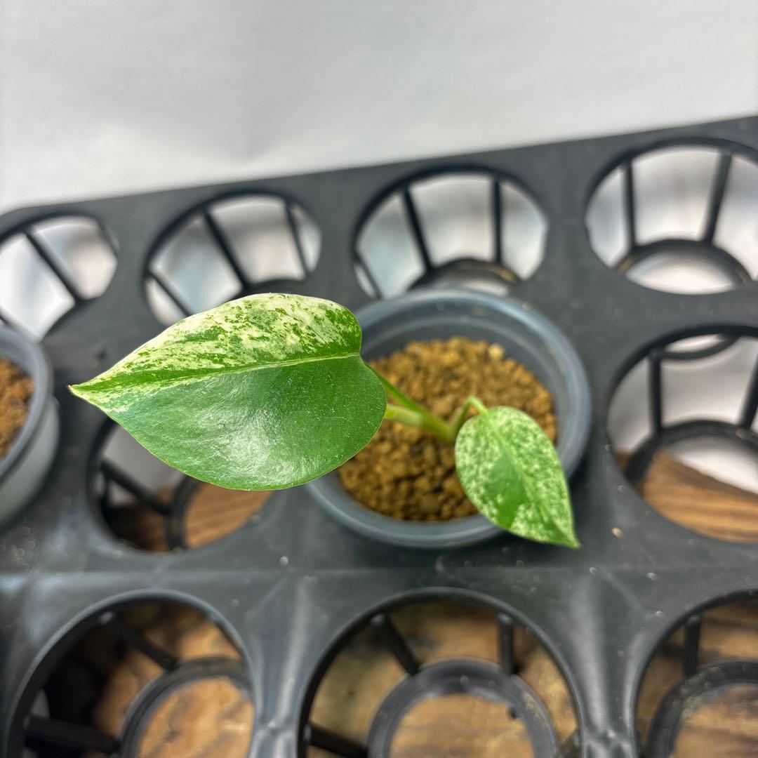 ち*か様 5株セットms32【特別選抜】ホワイトモンスター／天津蘭 モンステラ斑