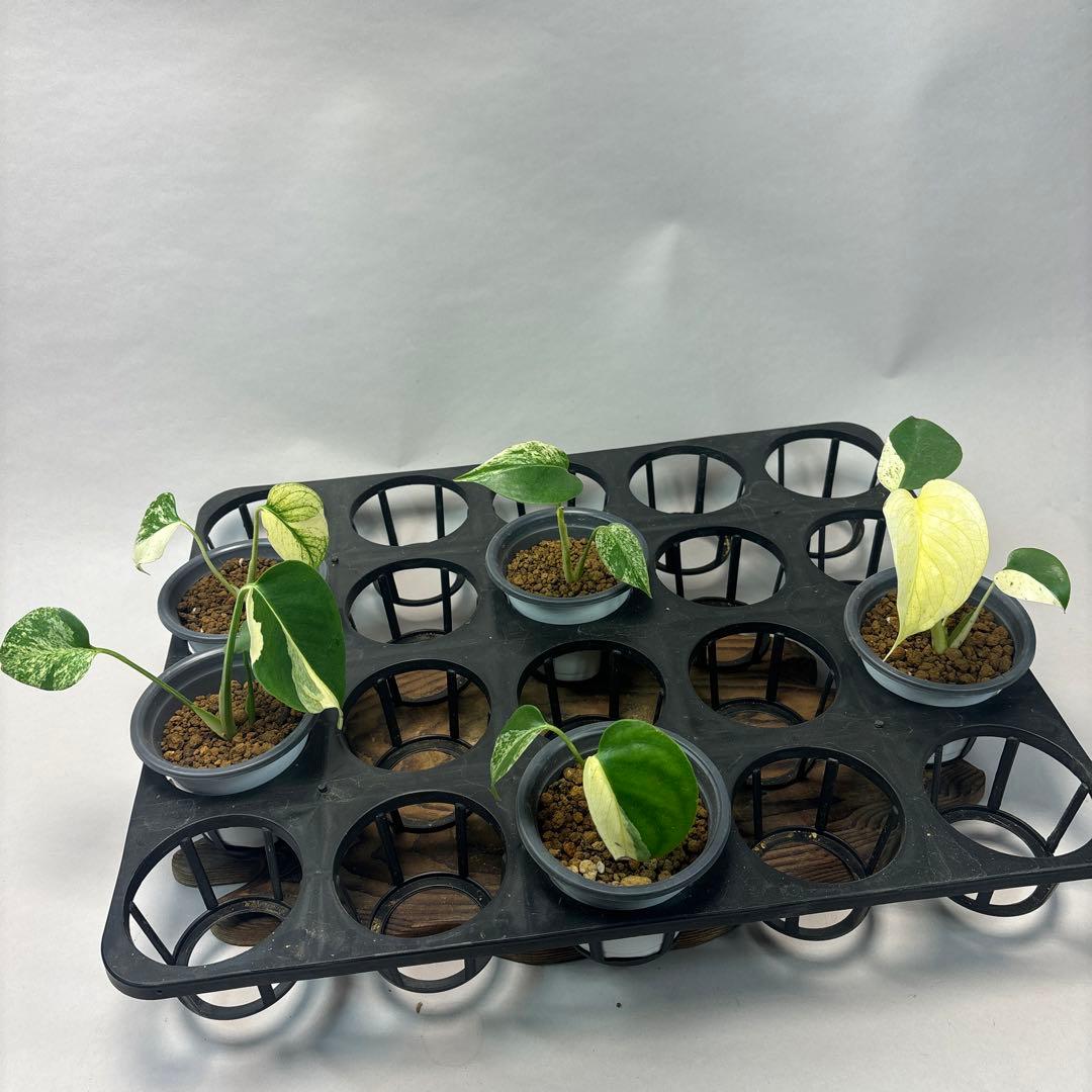 ち*か様 5株セットms32【特別選抜】ホワイトモンスター／天津蘭 モンステラ斑