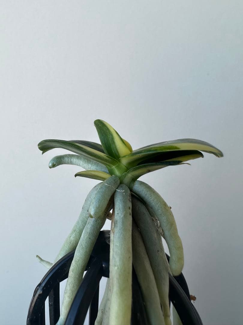 【 名護蘭 】明丸縞　355