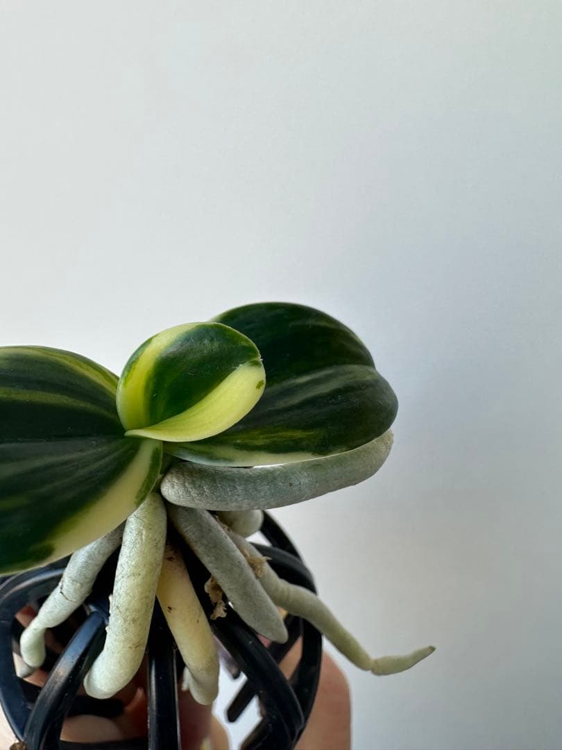 【 名護蘭 】明丸縞　355