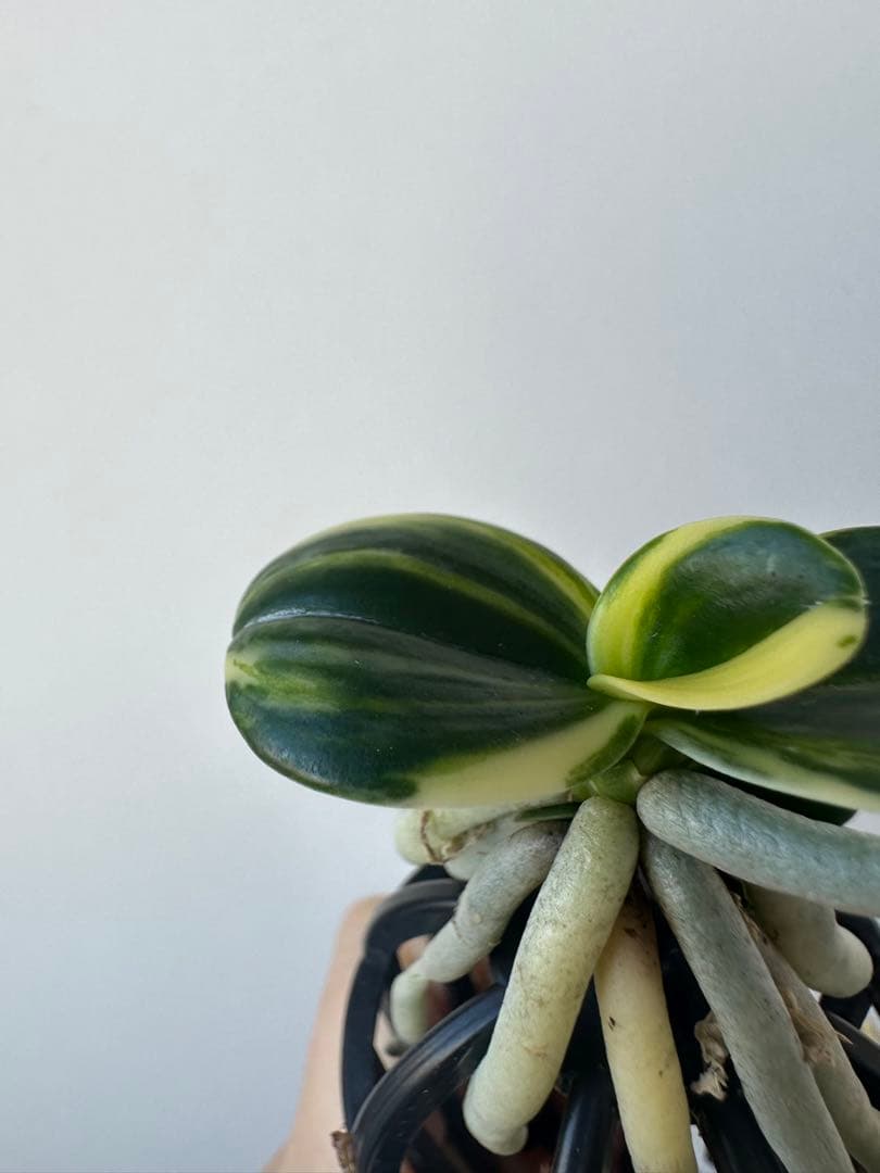 【 名護蘭 】明丸縞　355