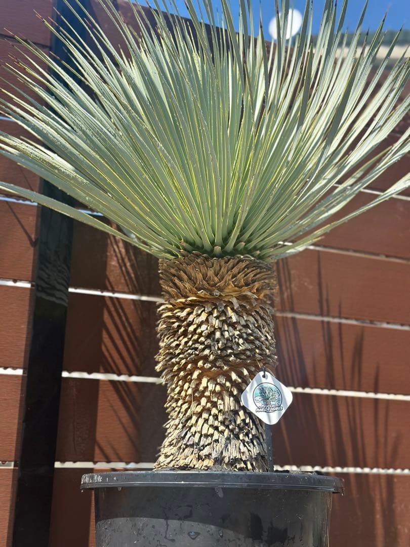 【極太】マルデヌベス　ロストラータ