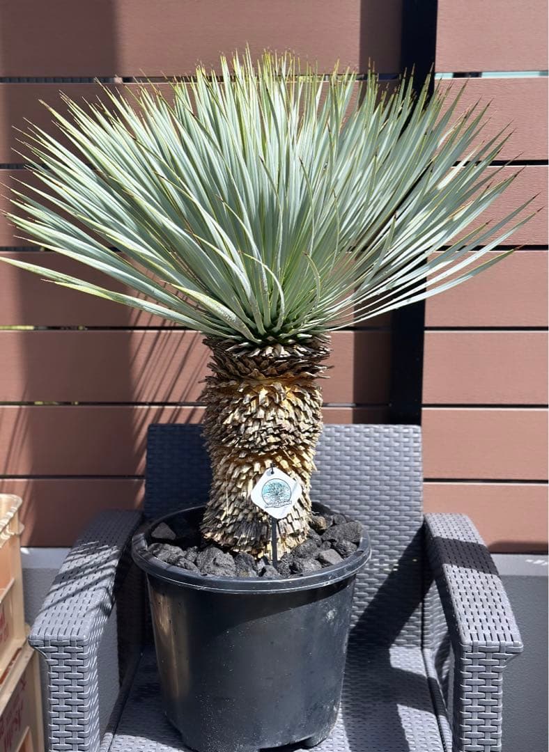 【極太】マルデヌベス　ロストラータ