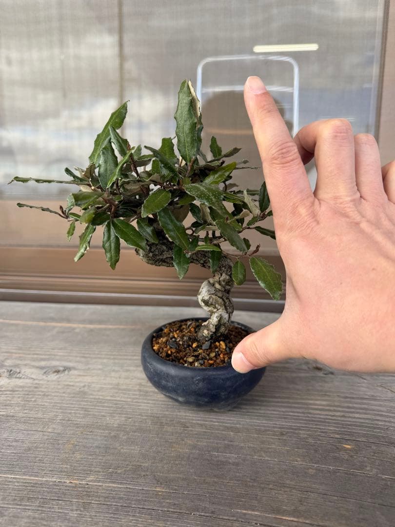 【ガチ盆栽】寒ぐみ　小品サイズ　転念幹　古幹